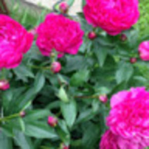 Meet your Posher, Chanel